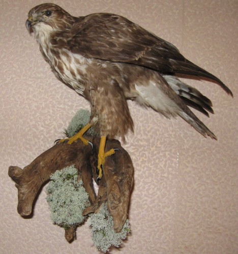 IMG_3059.JPG (808.75 КБ) Просмотров: 11812 IMG_3059.JPG