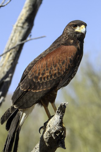 Harris's_Hawk_(Parabuteo_unicinctus)_3_of_4_in_set.jpg