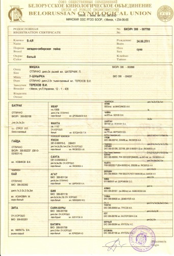 родословная БАИ.jpg (1.02 МБ) Просмотров: 2486 родословная БАИ.jpg
