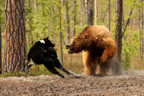 ohota na medved.jpg