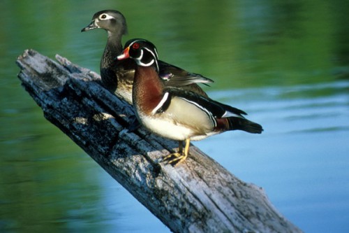 FWSDaveMenkeWoodDuckPairDD7532A8-D8C7-4478-903147872202589A.jpg