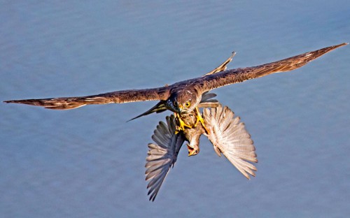 sparrowhawk_2510334k.jpg