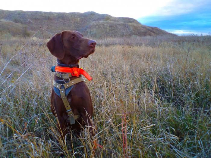 DSC05727.JPG (333.32 КБ) Просмотров: 15954 DSC05727.JPG