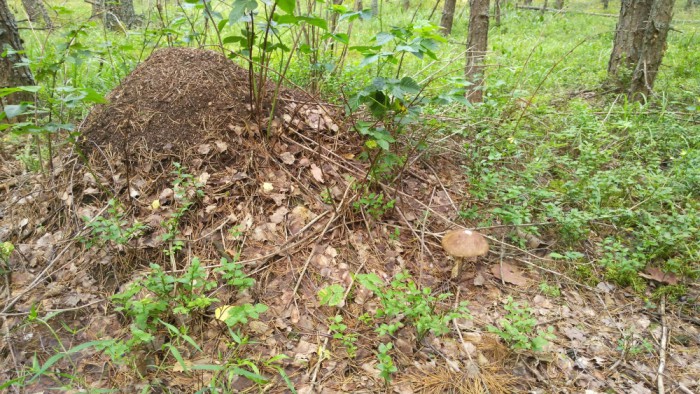 IMG_20170715_103708_1000x563.jpg (778.17 КБ) Просмотров: 11568 IMG_20170715_103708_1000x563.jpg