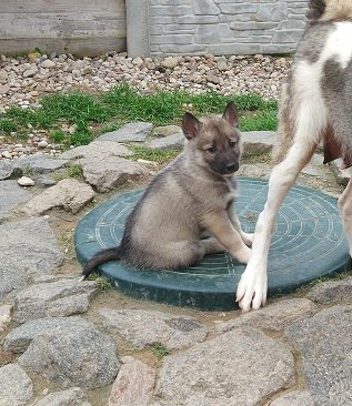 серый коб. 1.5 мес.jpg