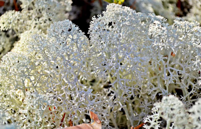 YAgel-Cladonia-008.jpg (170.38 КБ) Просмотров: 11639 YAgel-Cladonia-008.jpg