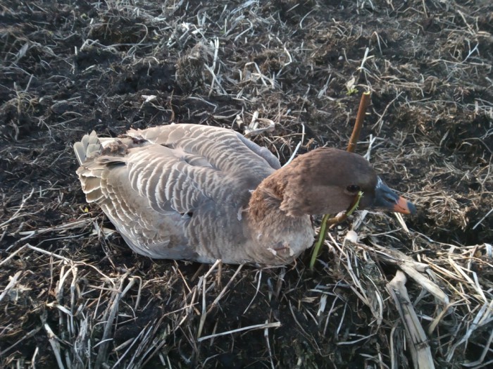 IMG_20190323_194452.jpg (436.16 КБ) Просмотров: 7364 IMG_20190323_194452.jpg