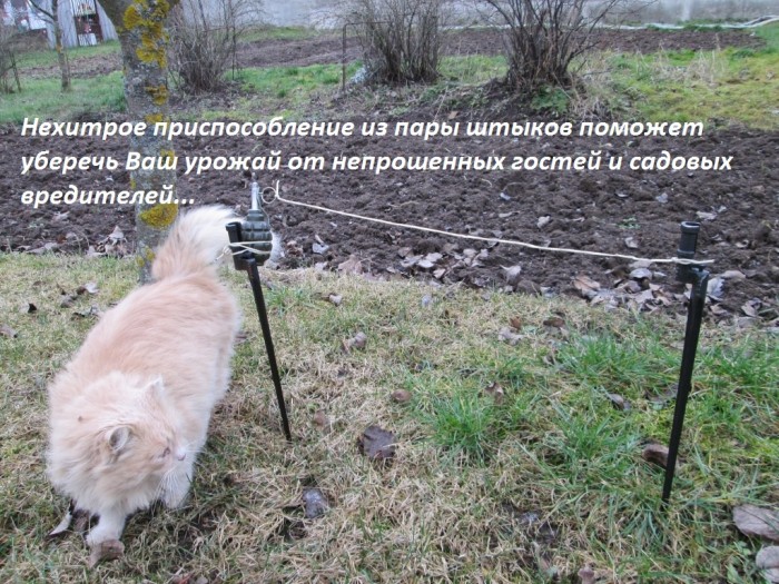 Штыки (1).JPG