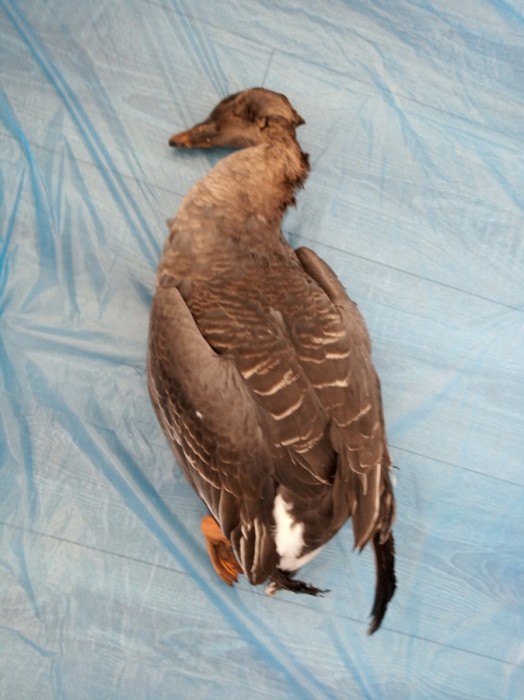 IMG_20200329_132335.jpg (184.14 КБ) Просмотров: 28180 IMG_20200329_132335.jpg