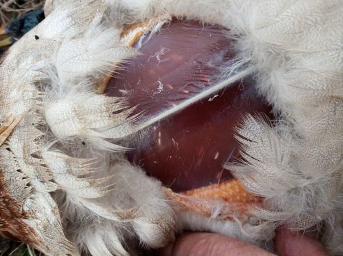 IMG_20200418_185109.jpg (278.58 КБ) Просмотров: 11368 IMG_20200418_185109.jpg