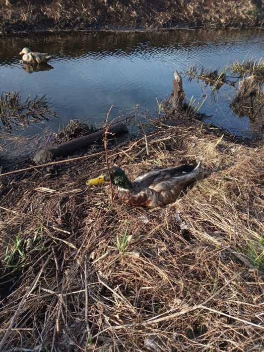 IMG_20200418_185258.jpg (477.18 КБ) Просмотров: 11360 IMG_20200418_185258.jpg