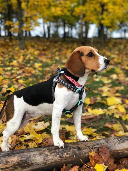 photo_2020-11-01_21-17-46.jpg (141.24 КБ) Просмотров: 3723 photo_2020-11-01_21-17-46.jpg