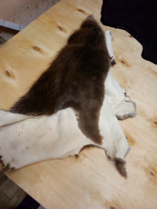 Бобр.jpg (183.17 КБ) Просмотров: 10510 Бобр.jpg