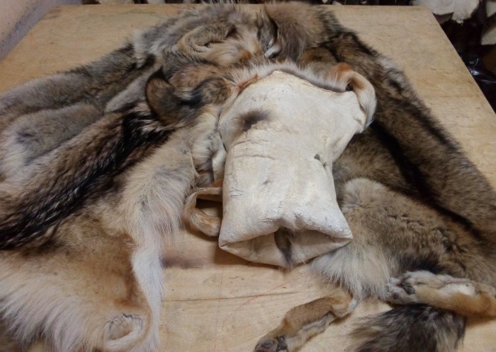 Волк2_мал.jpg (280.1 КБ) Просмотров: 10701 Волк2_мал.jpg