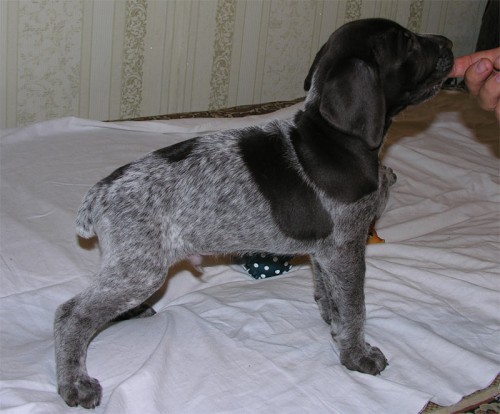 Male4-2.jpg
