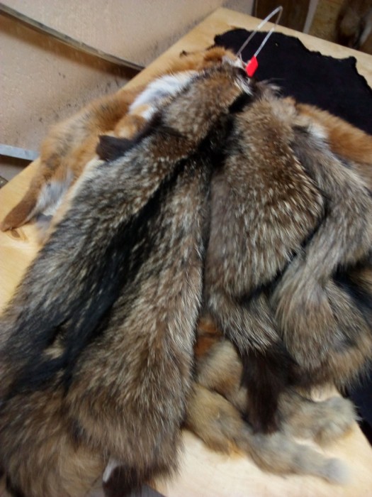 Енот.jpg (273.96 КБ) Просмотров: 10883 Енот.jpg