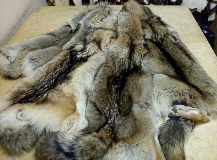 Волк1_мал.jpg (285.37 КБ) Просмотров: 11110 Волк1_мал.jpg