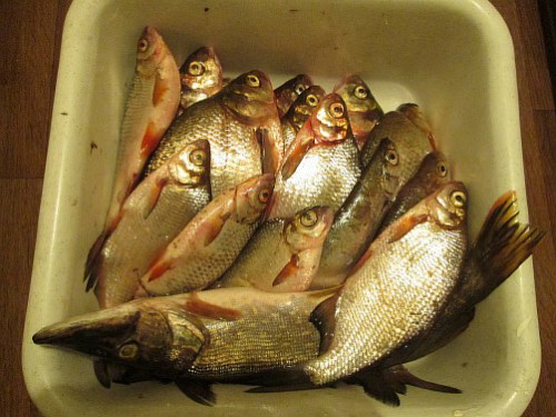 Resize of Resize of IMG_1372.jpg