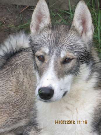 62643077_1_644x461_zapadno-sibirskaya-layka-zhodino_rev002.jpg