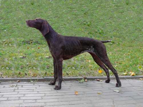 P31.jpg