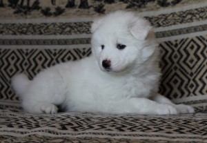 сибилла мойра.jpg