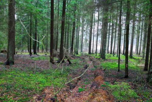 Стрелковая позиция 1.jpg