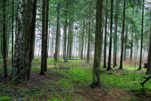 Стрелковая позиция.jpg