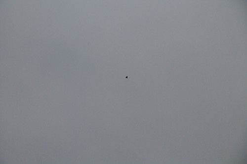 IMG_8181.JPG