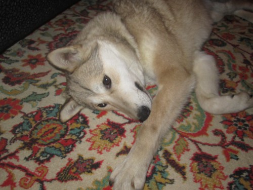 IMG_1158.JPG (1.39 МБ) Просмотров: 28458 IMG_1158.JPG