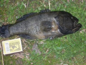 SDC11675.JPG (58.57 КБ) Просмотров: 53352 SDC11675.JPG