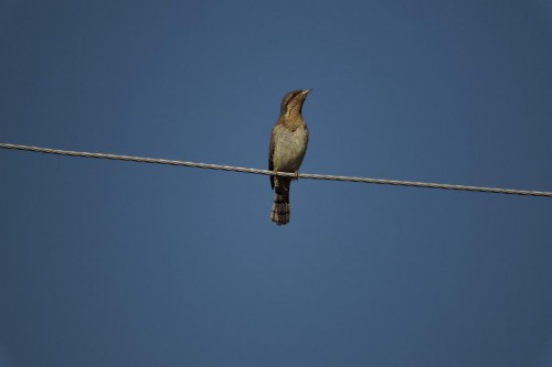 DSCN0419.JPG