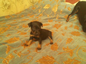 2011-05-30 20.17.51.jpg (465.29 КБ) Просмотров: 9332 2011-05-30 20.17.51.jpg