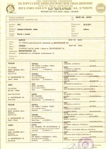 родословная-.jpg (174.86 КБ) Просмотров: 1689 родословная-.jpg