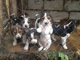 animals-dogs-estonian-hound-1-1.t.jpg