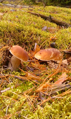 IMAG0204.jpg