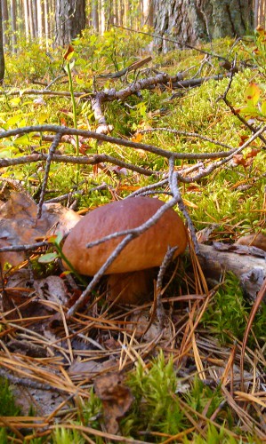 IMAG0203.jpg