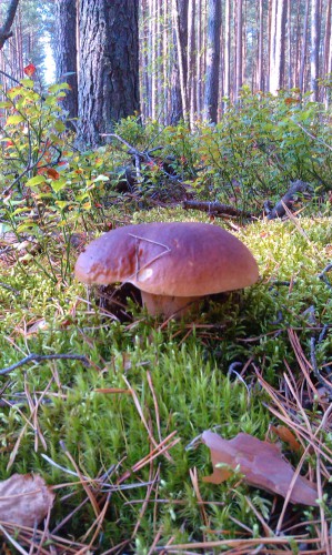 IMAG0202.jpg