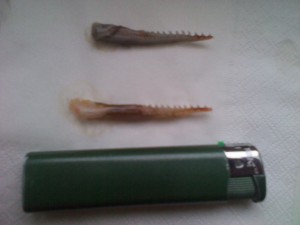 IMG_20110702_195918.jpg
