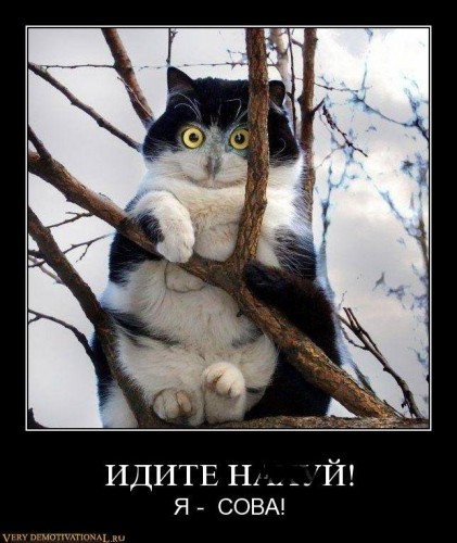1296599559_e5qb6gjbspfi.jpg
