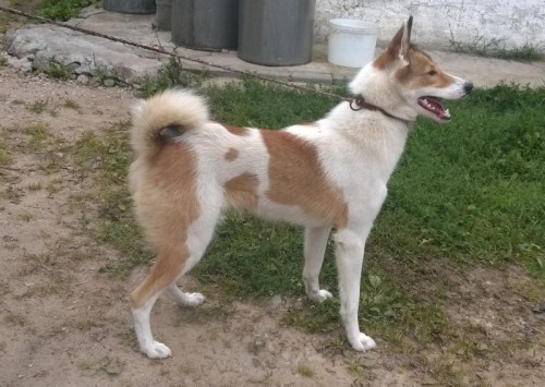 Сука.jpg (97.62 КБ) Просмотров: 4330 Сука.jpg