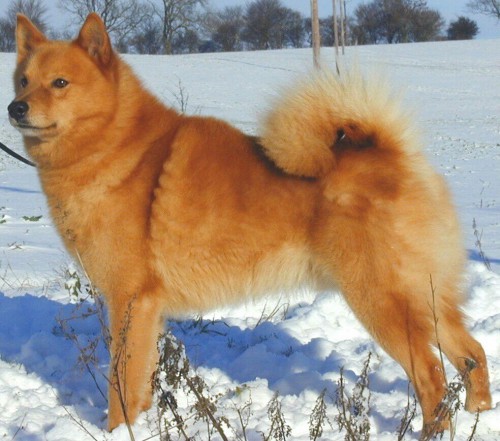 zaxwov.jpg