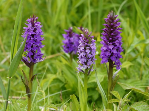 Dactylorhiza_praetermissa_(habitus)(1).jpg