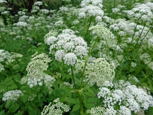 187366.jpg (345.2 КБ) Просмотров: 9076 187366.jpg