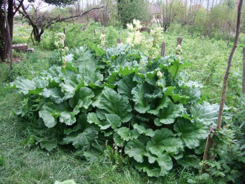 Rhubarbe28-04-2008.jpg