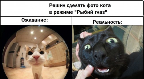 коте-котэ-кот-фото-546217.jpeg
