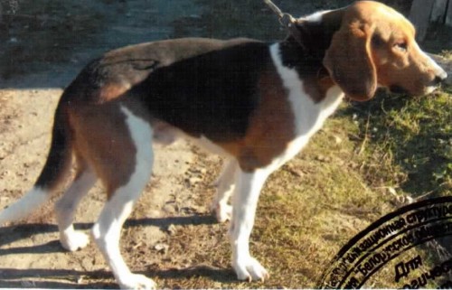 фото гусляя.jpg (175.48 КБ) Просмотров: 4516 фото гусляя.jpg