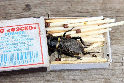 sverchok-v-korobke.jpg