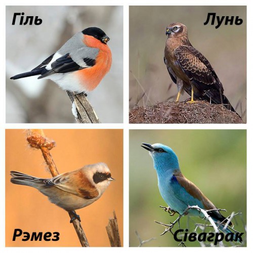 птицы.jpg