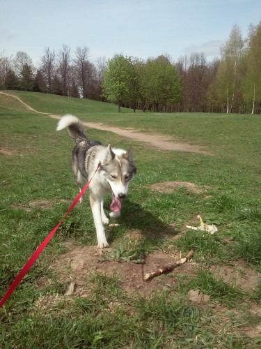 20150501_134407-11.jpg (1.26 МБ) Просмотров: 1412 20150501_134407-11.jpg