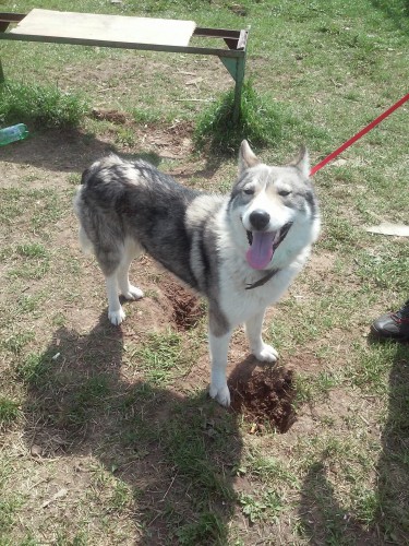 20150501_133722-33.jpg (1.5 МБ) Просмотров: 1412 20150501_133722-33.jpg